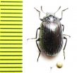 Tenebrionidae sp.  Sri Lanka - INSECTS-STORE.RU
