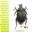 Brachycerus lutosus  Georgia - INSECTS-STORE.RU