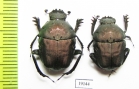Gymnopleurus sp.  Senegal - INSECTS-STORE.RU