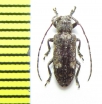 Pterolophia mandzhurica  Russia, Far East - INSECTS-STORE.RU