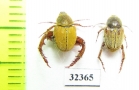 Hopliini sp., pair  South Africa Rep. - INSECTS-STORE.RU