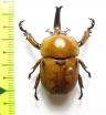 Ceroplophana modiglianii borneensis  Malaysia, Borneo - INSECTS-STORE.RU