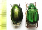 Anomala mongolica, Rhombonyx holosericea  Russia, Far East - INSECTS-STORE.RU