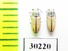 Acmaeoderoides stramineus  USA - INSECTS-STORE.RU