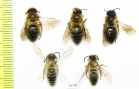 Hymenoptera sp.  Russia, Tver reg. - INSECTS-STORE.RU