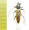 Cerambycidae sp.  South Africa Rep. - INSECTS-STORE.RU