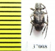 Cerambycidae sp.  South Africa Rep. - INSECTS-STORE.RU