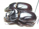 Papuana sp., pair  Solomon isls. - INSECTS-STORE.RU