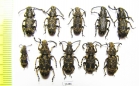 Anthribidae sp.  Indonesia, Kalimantan - INSECTS-STORE.RU
