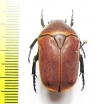 Pachnoda marginata  Cameroon - INSECTS-STORE.RU
