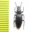 Stenosida striatopunctata  India - INSECTS-STORE.RU