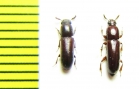 Corticeus sp.  Malaysia - INSECTS-STORE.RU