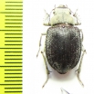 Paraplatyope thesigeri, female  Oman - INSECTS-STORE.RU