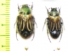 Eulasia bombylius  Morocco - INSECTS-STORE.RU