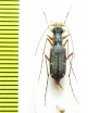 Chaetotaxis rugicollis  Madagascar - INSECTS-STORE.RU
