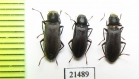 Elmidae sp.  Kazakhstan - INSECTS-STORE.RU