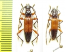 Cerambycidae sp.  Peru - INSECTS-STORE.RU