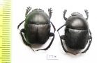 Gymnopleurus sp.  South Africa Rep. - INSECTS-STORE.RU
