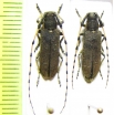 Agapanthia annularis, pair  Spain - INSECTS-STORE.RU