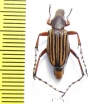 Macrodactylini sp.  Colombia - INSECTS-STORE.RU