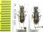 Pentacomia sp., pair  Peru - INSECTS-STORE.RU