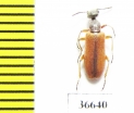 Meloidae sp.  Morocco - INSECTS-STORE.RU