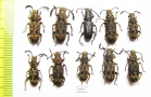 Anthribidae sp.  Indonesia, Kalimantan - INSECTS-STORE.RU