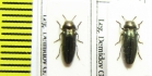 Coraebus elatus  Ukraina - INSECTS-STORE.RU