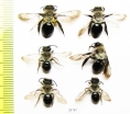 Hymenoptera sp.  Russia, Tver reg. - INSECTS-STORE.RU