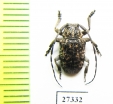 Cerambycidae sp.  South Africa Rep. - INSECTS-STORE.RU