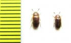 Mycetophagidae, Triphyllus bicolor  Russia, N. Caucasus - INSECTS-STORE.RU