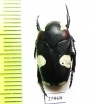 Amazula suavis  South Africa Rep. - INSECTS-STORE.RU