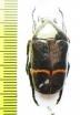 Plaesiorrhina watkinsiana  Cameroon - INSECTS-STORE.RU