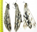 Myrmeleontidae sp.  Namibia - INSECTS-STORE.RU