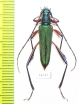 Chloridolum heyrovskyi  Vietnam - INSECTS-STORE.RU