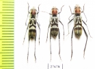 Perissus mutabilis  Laos - INSECTS-STORE.RU