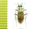 Habrodera ovas, female  Madagascar - INSECTS-STORE.RU