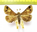 Noctuidae sp.  French Guiana - INSECTS-STORE.RU