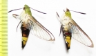 Sphingidae sp.  Thailand - INSECTS-STORE.RU