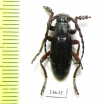 Dorcadion klavdiae  Georgia - INSECTS-STORE.RU