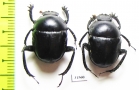 Gymnopleurus sp.  Zanzibar isl. - INSECTS-STORE.RU