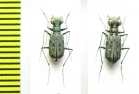 Cicindelinae sp., pair  Indonesia, Papua - INSECTS-STORE.RU