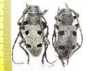 Morimus funereus, pair  Moldova 35mm - INSECTS-STORE.RU