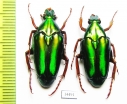 Chalcothea resplendens  Indonesia, Java - INSECTS-STORE.RU