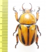 Fruhstorferia nigromuliebris  Malaysia, Borneo - INSECTS-STORE.RU