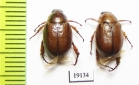 Anomala errans  Russia, Astrakhan reg. - INSECTS-STORE.RU