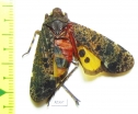Penthicodes quadrimaculata  Malaysia, Borneo - INSECTS-STORE.RU