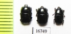 Platysoma sp.  Indonesia, Sumatra - INSECTS-STORE.RU