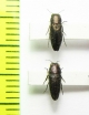 Sphenoptera basalis  Russia, Astrakhan reg. - INSECTS-STORE.RU