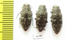 Chrysobothris cribraria  USA, FL - INSECTS-STORE.RU